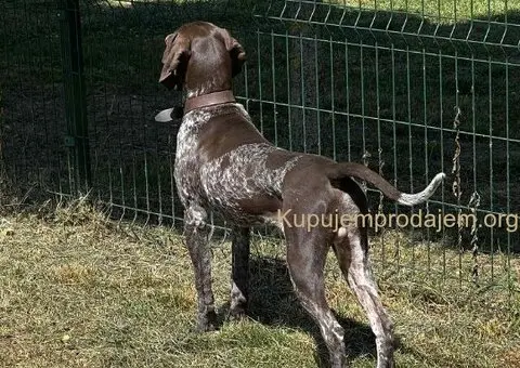 Nemački kratkodlaki ptičar mužjak - NKD - 1/5