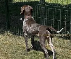Nemački kratkodlaki ptičar mužjak - NKD