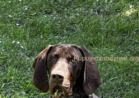 Nemački kratkodlaki ptičar mužjak - NKD - 2/5