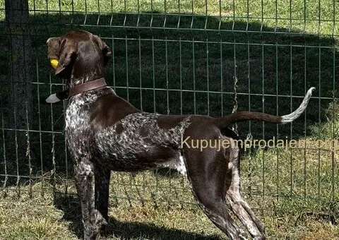 Nemački kratkodlaki ptičar mužjak - NKD - 3/5