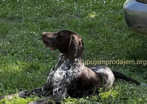 Nemački kratkodlaki ptičar mužjak - NKD - 4/5