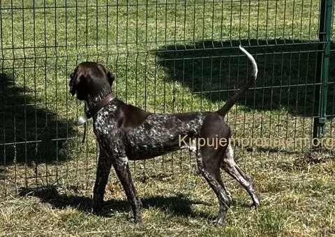 Nemački kratkodlaki ptičar mužjak - NKD - 5/5