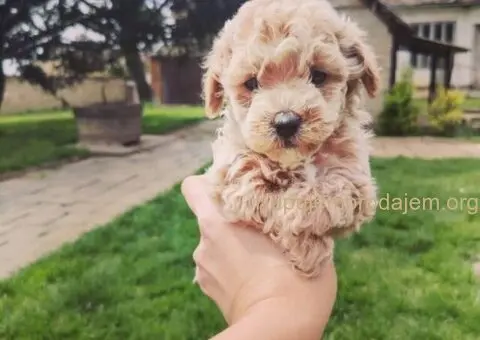 Maltipoo štenci - 1/5