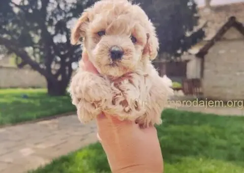 Maltipoo štenci - 2/5