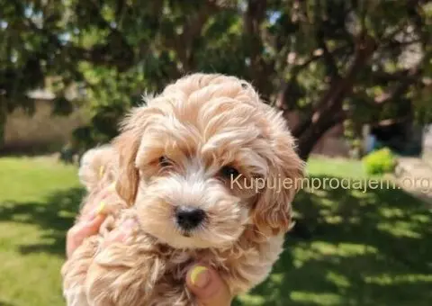 Maltipoo štenci - 3/5