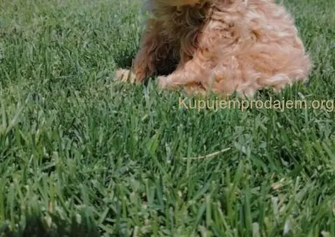 Maltipoo štenci - 5/5