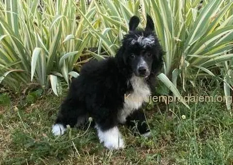 Kineski Ćubasti Pas Štenci - 1/9