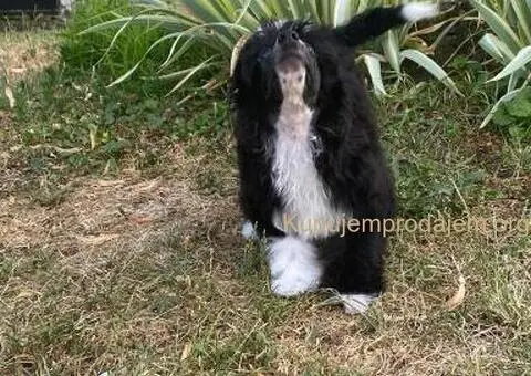Kineski Ćubasti Pas Štenci - 2/9