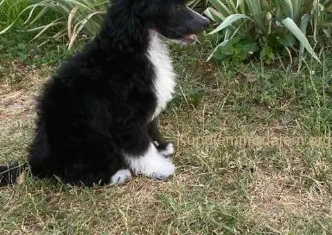 Kineski Ćubasti Pas Štenci - 3/9