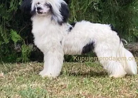 Kineski Ćubasti Pas Štenci - 4/9