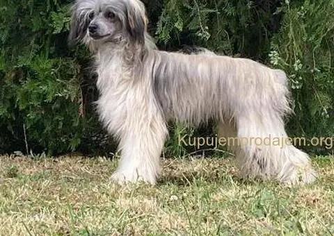 Kineski Ćubasti Pas Štenci - 5/9