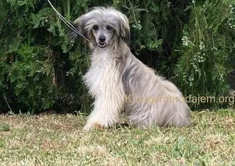 Kineski Ćubasti Pas Štenci - 6/9