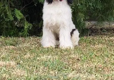 Kineski Ćubasti Pas Štenci - 7/9