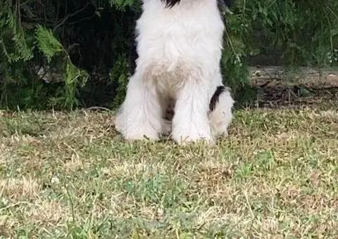 Kineski Ćubasti Pas Štenci - 8/9