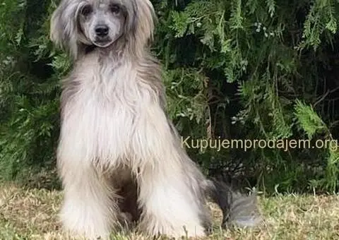 Kineski Ćubasti Pas Štenci - 9/9