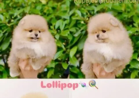 Prodajem stence pomeranca - 1/5