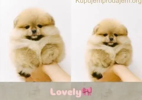 Prodajem stence pomeranca - 2/5