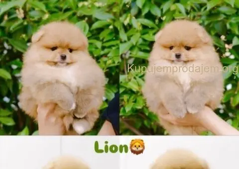 Prodajem stence pomeranca - 3/5