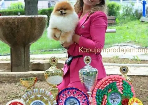 Prodajem stence pomeranca - 4/5