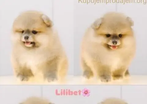 Prodajem stence pomeranca - 5/5