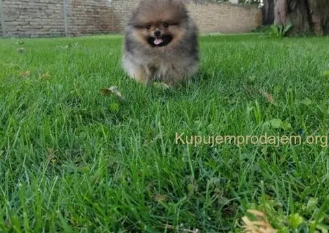 Pomeranac PRELEPI štenci - 2/5