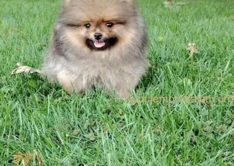 Pomeranac PRELEPI štenci - 3/5