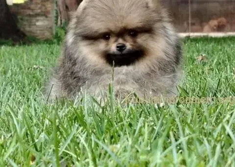 Pomeranac PRELEPI štenci - 5/5