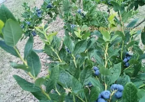 Prodajem zasad borovnice Sabac-Varna - 1/13