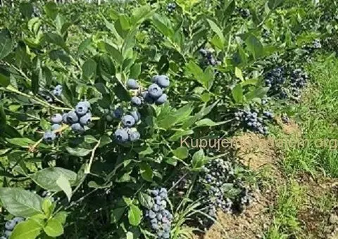 Prodajem zasad borovnice Sabac-Varna - 2/13