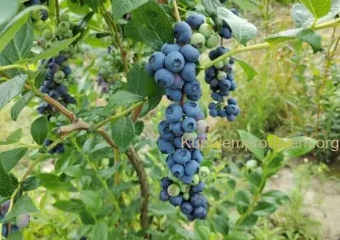 Prodajem zasad borovnice Sabac-Varna - 3/13