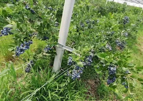 Prodajem zasad borovnice Sabac-Varna - 4/13