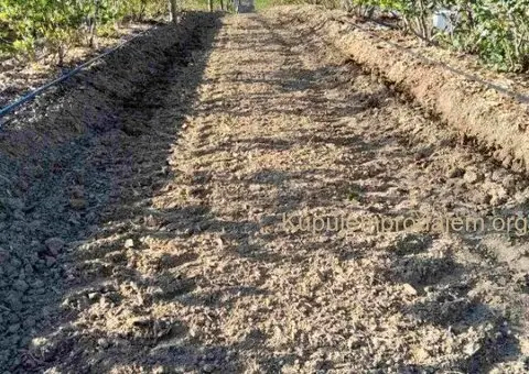 Prodajem zasad borovnice Sabac-Varna - 5/13