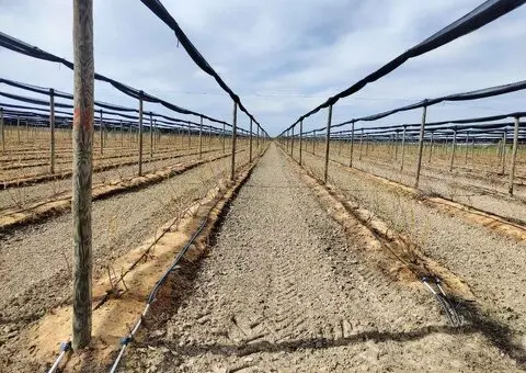 Prodajem zasad borovnice Sabac-Varna - 6/13