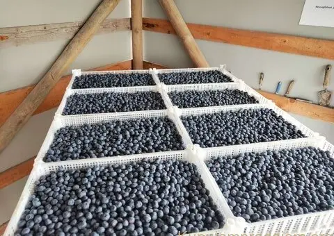 Prodajem zasad borovnice Sabac-Varna - 9/13