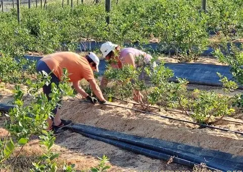 Prodajem zasad borovnice Sabac-Varna - 10/13