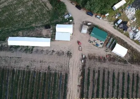 Prodajem zasad borovnice Sabac-Varna - 12/13