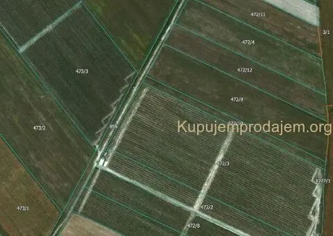 Prodajem zasad borovnice Sabac-Varna - 13/13