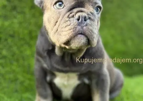 Francuski Buldog prelepi stenci - 1/10