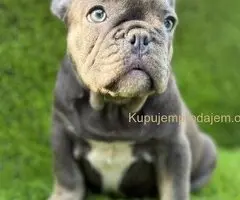 Francuski Buldog prelepi stenci