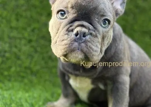 Francuski Buldog prelepi stenci - 2/10