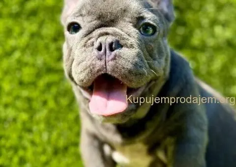 Francuski Buldog prelepi stenci - 3/10