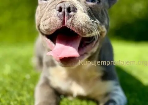 Francuski Buldog prelepi stenci - 4/10
