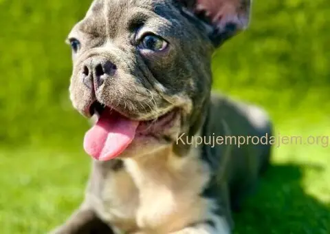 Francuski Buldog prelepi stenci - 5/10