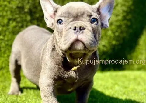 Francuski Buldog prelepi stenci - 6/10