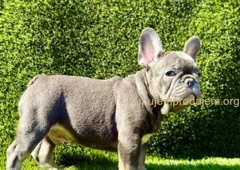 Francuski Buldog prelepi stenci - 7/10