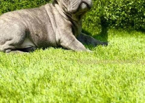 Francuski Buldog prelepi stenci - 8/10