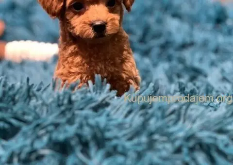 Toy Pudla štenci - 1/12