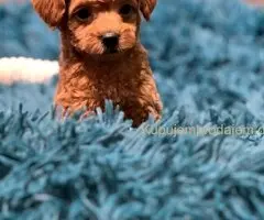 Toy Pudla štenci