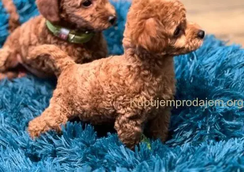 Toy Pudla štenci - 2/12