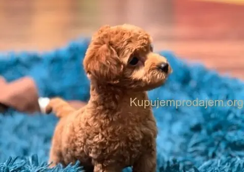 Toy Pudla štenci - 3/12